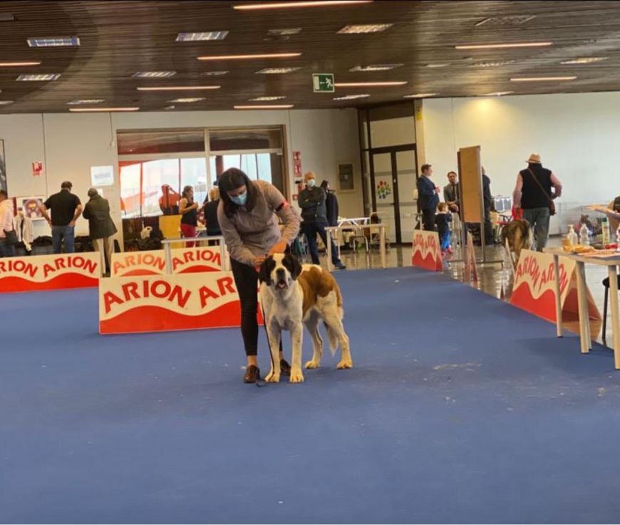 Exposición Internacional Canina de Otoño (Madrid) - san bernardo