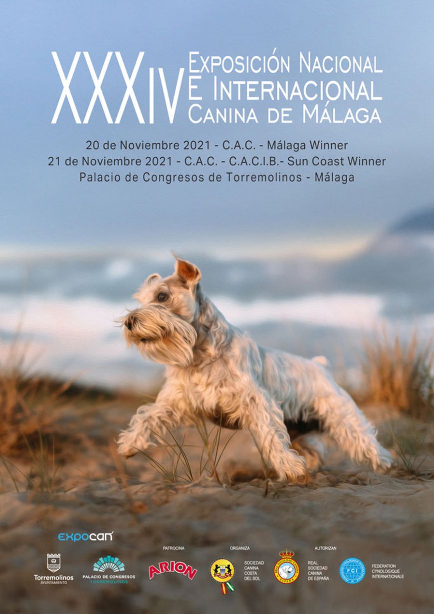 XXXIV Exposicion nacional e internacional canina de Málaga - WINNER - san bernardo